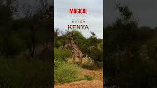 Kenyas Hidden Magic The Secrets of the Safari [upl. by Dunham]