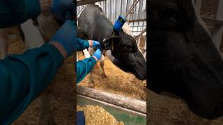 Adrenaline injection cows veterinary [upl. by Brouwer598]