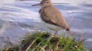 Common Sandpiper [upl. by Uzziel55]