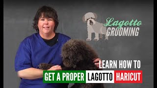 Lagotto Romagnolo Dog Grooming Intro Guide Video Sample [upl. by Alissa775]