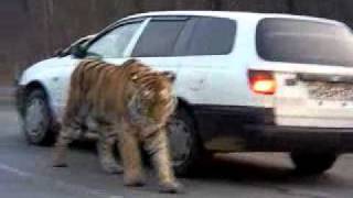 Siberian Tiger on the road Амурский тигр на дороге  To license this video contact infolpe360com [upl. by Gallenz]