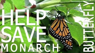 How to Grow Milkweed  SAVE THE MONARCHS [upl. by Spevek]