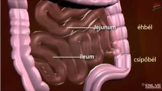 Az emésztőrendszer működése [upl. by Moir]