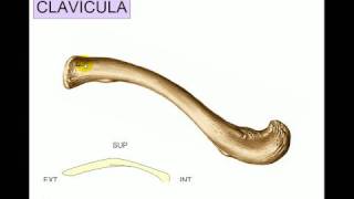 OSTEOLOGIA 2 [upl. by Goldin]