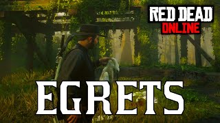 RDR2 Online  All Egret Locations  Little Egret Snowy Egret Reddish Egret [upl. by Neerhtak824]