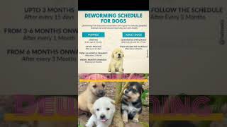 Pups and adult dog dewormingveterinarymedicine cutedog puppies deworming [upl. by Bradski]