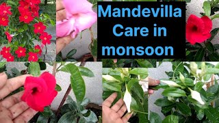 How to grow and care Mandevilla Vine plant ।धेरै फूल फुलाउन यसरी लगाउनुस gardenflowers [upl. by Donaghue]