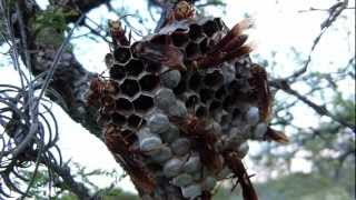 Avispa Colorada Polistes cavapyta y su avispero con larvas [upl. by Nadbus348]