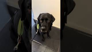 Herman älskar detta🤩 norrbotten dialekt labrador arjeplogmål veterinär [upl. by Thierry565]