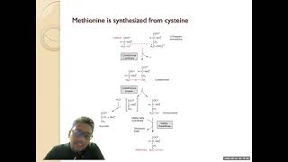 Metabolisme Protein Tumbuhan [upl. by Weisman]