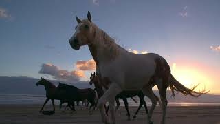 Horses running at liberty on the beach [upl. by Lenoj853]