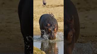 A baby hippo is going viral and paying the price😮 [upl. by Ynnub]