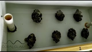 Giant clam hatchery  Spawning  Early life history of Tridacna crocea x Tridacna squamosa [upl. by Latham455]