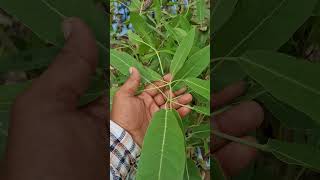 Tabebuia rosea pink and Tabebuia argentia yellow plant ready for plantation flowers plantation [upl. by Hctim740]