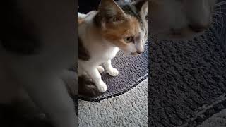 😬😤😡enne deshyam pidippikkaruth🤧 🐈petlover [upl. by Amoritta977]