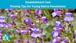 Pruning Tips for Young Native Penstemons  Establishment Care [upl. by Ilzel]