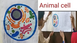 Animal cellhow to make animal cell cell organelle Pro school activities [upl. by Anaujat]