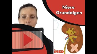 Niere anatomische Grundlagen Clipdocsde [upl. by Jyoti]