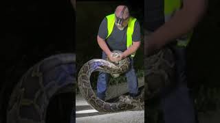 FWC trapper catches 17foot Burmese python in Florida Everglades [upl. by Benny201]