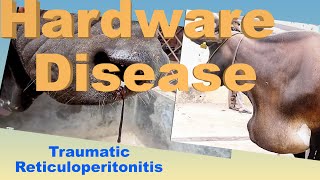 What is traumatic reticuloperitonitis hardware disease how it is diagnose by Dr Murtaza Khalil AK [upl. by Bernadina]