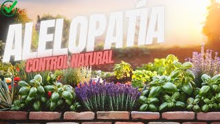 Descubre el Poder Oculto de la Alelopatía Cómo Proteger tu Huerto Naturalmente [upl. by Vaughn137]