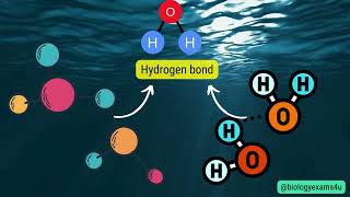 Difference between High Specific Heat and High Heat of Vaporization of water with example [upl. by Obla743]