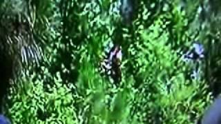 Bigfoot Caught On Tape Sighting Swamp Loggers Discovery Channel Sasquatch [upl. by Nivloc]