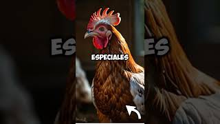 Descubre los SECRETOS para criar GALLINAS CRIOLLAS exitosamente [upl. by Chaim]