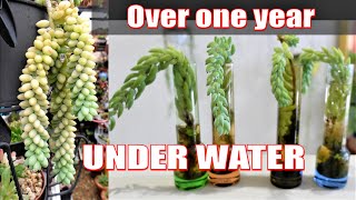 THEY ALL LOVE WATER  SEDUM Burros Tail AKA Donkey Tail amp Sedum Burrito [upl. by Valentin]