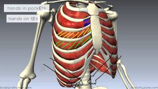 Muscles of the Thoracic Wall  3D Anatomy Tutorial [upl. by Chap]