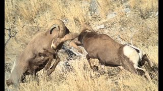 Big Horn Sheep Fight [upl. by Siron]