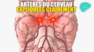 🔴 Neuroanatomie Artères du Cerveau Expliquées Très Clairement par Dr Astuce [upl. by Kauffmann]