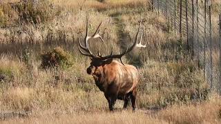 Estes Park Colorado  A Jaw dropping experience [upl. by Aneehs]