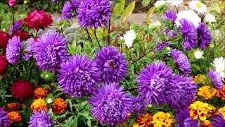 How to Grow Asters from Seed [upl. by Bandur219]