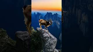 Majestic Goat at Sunrise A Red Horizon View 🐐🌄 wildlife animals nature [upl. by Occir643]