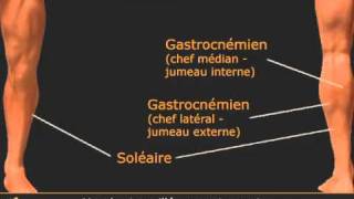 Exo de mollets  chameau en unilatéral [upl. by Anelrad]