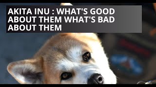 The Akita Inu  Whats Good About Them Whats Bad About Them [upl. by Geiger339]