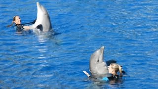 Spectacle dauphins  Oceanographic 2016 [upl. by Groh991]