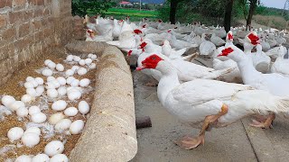 The Guide Techniques For Breeding Muscovy  Muscovy Ducks Farming [upl. by Anivlek]