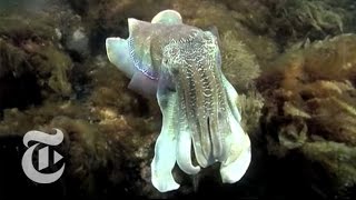 Cuttlefish Camouflage  The New York Times [upl. by Enialahs853]