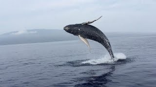 Huge Whale Breach Captured In Slow Motion [upl. by Shih994]