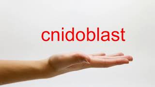 How to Pronounce cnidoblast  American English [upl. by Adnalra]