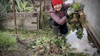 Iata rezultatul Telina de radacina cultivata printre rosii [upl. by Sophronia]