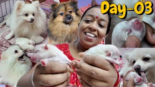 Day 3 of Pomeranian puppies  Milky Aj Khub Rege gechilo 😳  Bangla Vlog [upl. by Ressler]