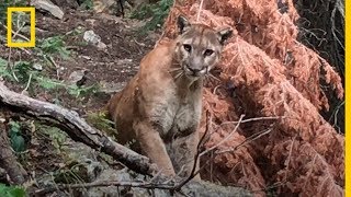 ¡Aterradora experiencia Dos senderistas se encuentran con un PUMA por sorpresa  NatGeo [upl. by Ynahirb924]