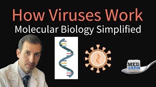 How Viruses Work  Molecular Biology Simplified DNA RNA Protein Synthesis [upl. by Ykcul523]