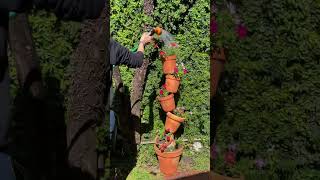 TORRE de VASOS EQUILIBRISTAS com MINI PETUNIAS [upl. by Bing]