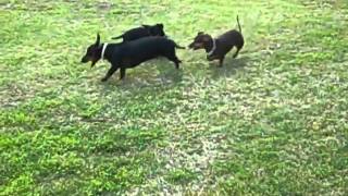 Dachshunds playing chase [upl. by Odlavso]