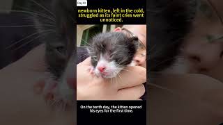 A newborn kitten abandoned on the cold ground struggles to crawl and cry out but is ignored💔 [upl. by Che]