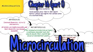 Microcirculation Chapter 16 part 1 Guyton and Hall Physiology [upl. by Labaw]